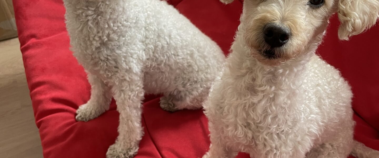 フィンランドで初めての動物病院！何される？いくらかかる？わんこも一緒に驚きの連続です