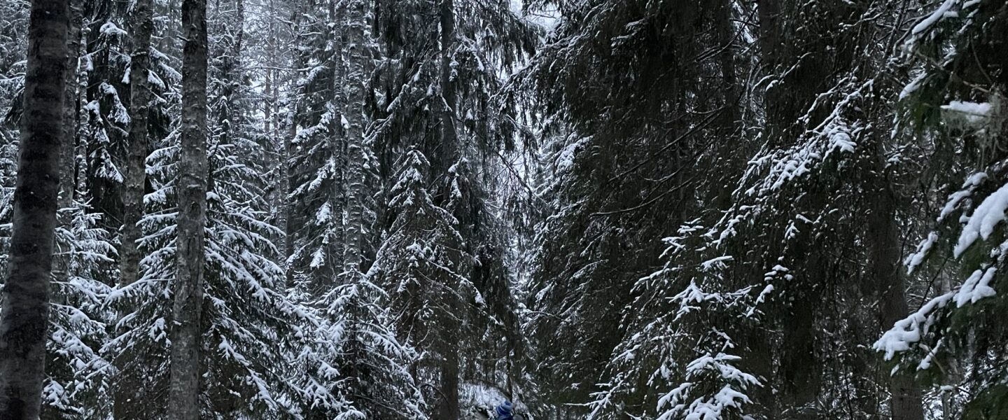 タンペレのおすすめハイキングコース　Kintulammi　行ってみたよ