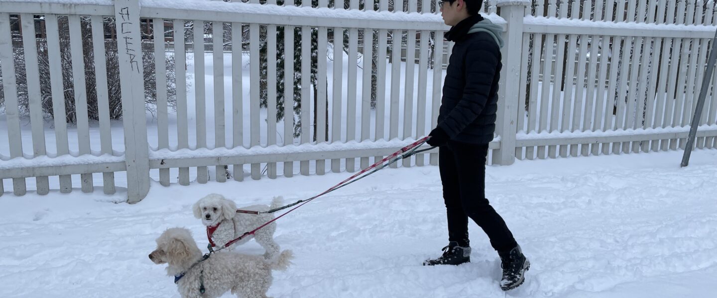 雪の中でも、もふもふ大はしゃぎ!　犬も喜ぶ雪道の散歩　フィンランド生活備忘録
