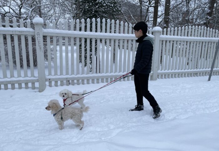 雪の中でも、もふもふ大はしゃぎ!　犬も喜ぶ雪道の散歩　フィンランド生活備忘録