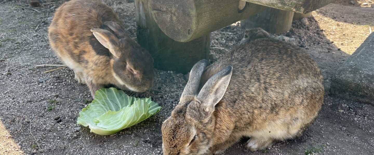 〜うさぎの島〜大久野島で癒され、そして歴史を学ぶことも忘れずに